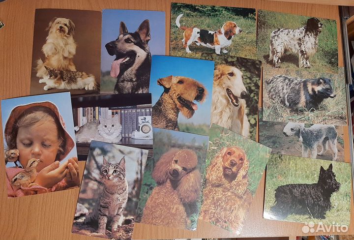 Открытки СССР с животными, птицами, бабочками