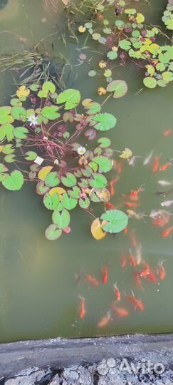 Нимфея белая для бассейна