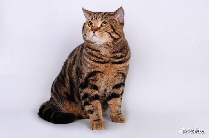 Котенок Бусина