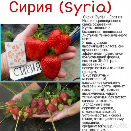 Рассада клубники Сирия,Купчиха