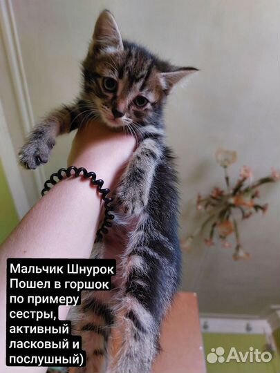 Котята в добрые руки