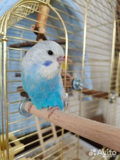 Птенцы Волнистые попугаи