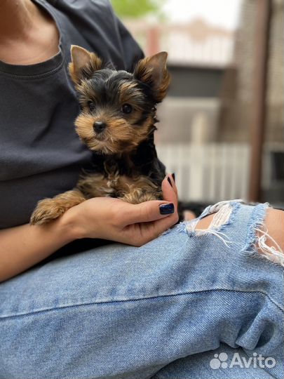Йоркширский терьер девочка