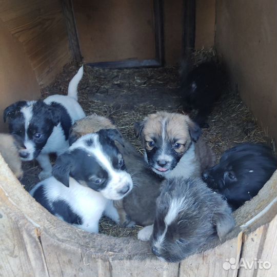 Отдам в добрые руки