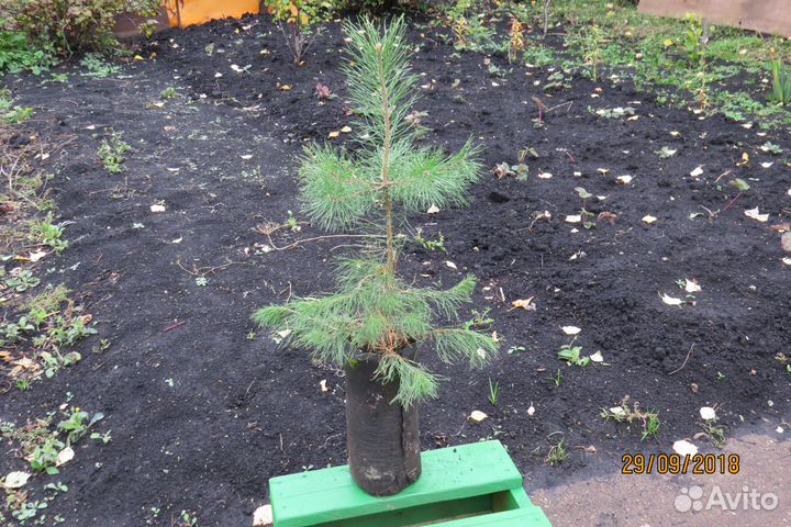 Саженцы сосны и ели. Выращены из семян. Посадка