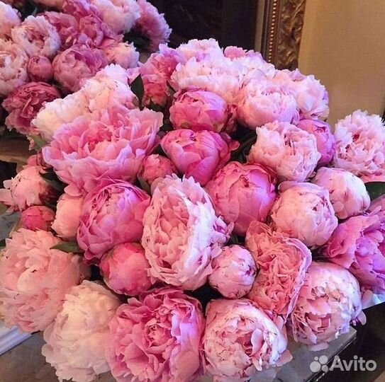 Пионы Букет пионов