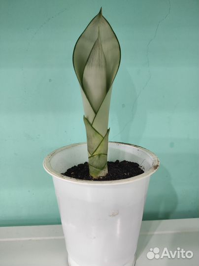 Сансевиерия