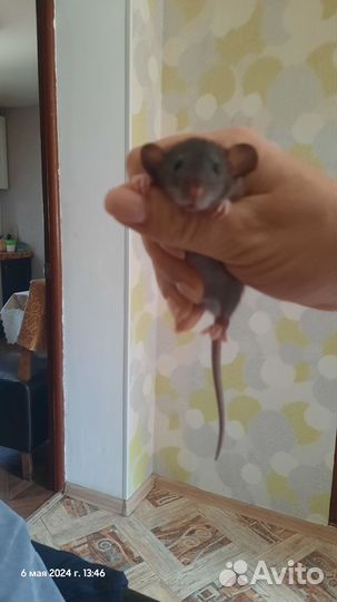 Крыса дамбо