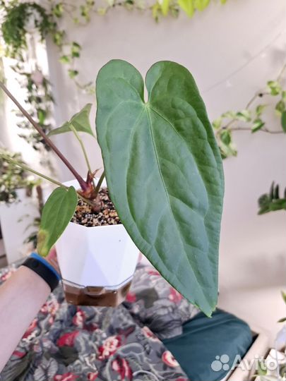 Anthurium magnificum x nigrolaminum gigi