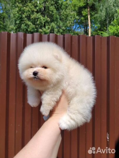 Померанский шпиц мальчик