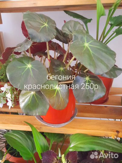 Продам цветы комнатные