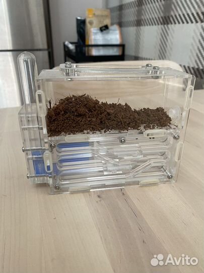 Формикарий