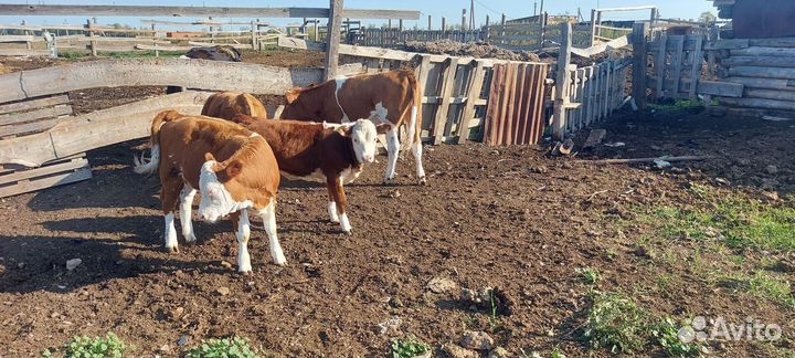 Телочки бычок