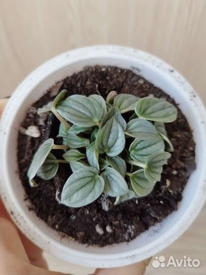 Пеперомия Наполи найт