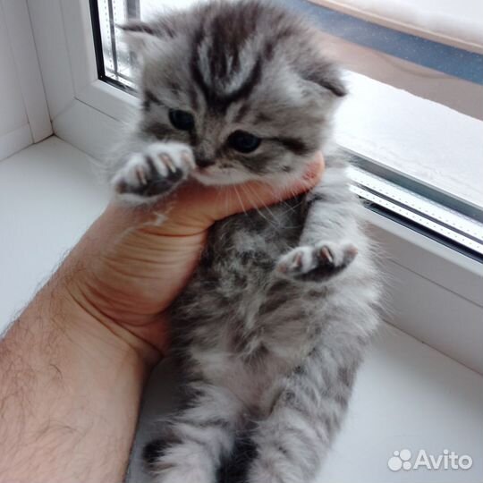 Шотландские вислоухие котята