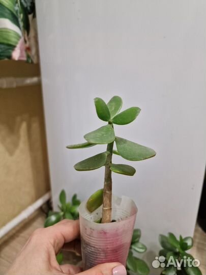 Толстянка, крассула, денежное дерево