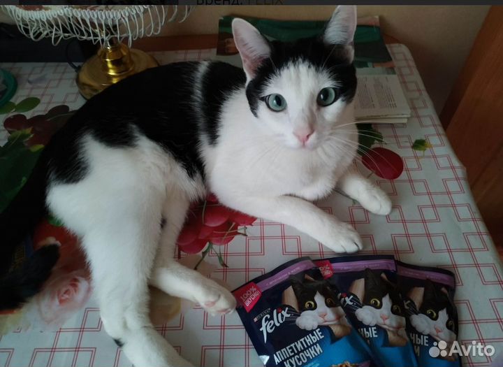 Корм для кошек Felix Феликс ягненок доставка