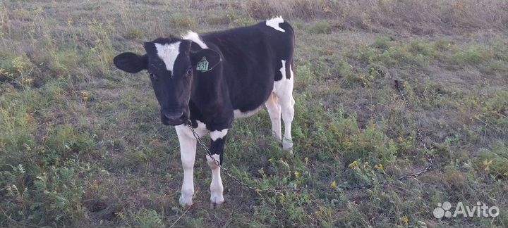 Продам быка