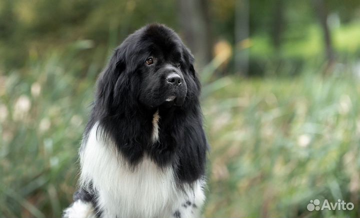 Вязка Ньюфаундленд