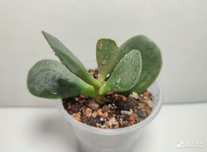 Адромискус Купера (Adromischus cooperi)