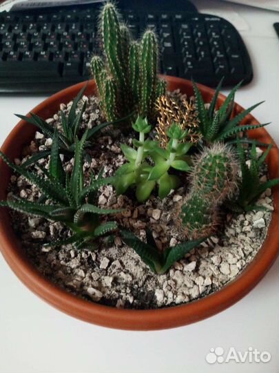 Садик из суккулентов