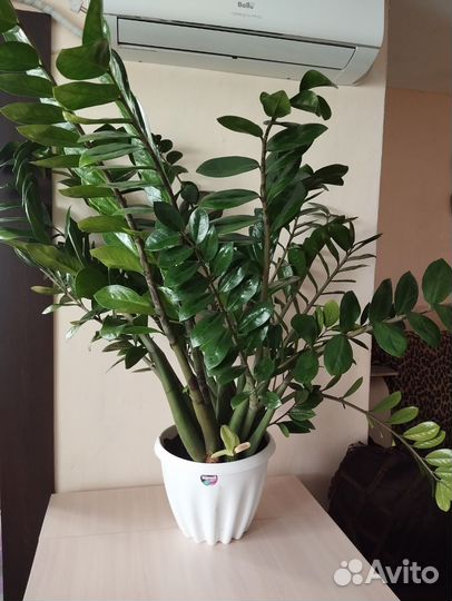 Замиокулькас