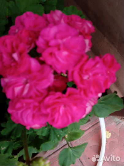 Пелларгония сортовая