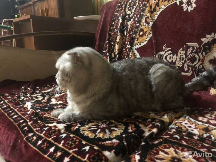 Вязка кота. Шотландская вислоухая кошка