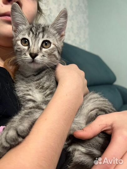 Кошка котенок