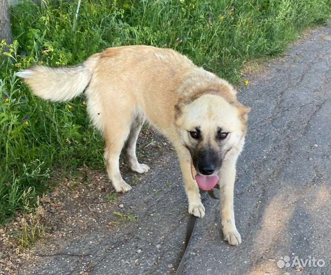 Очаровашка Агата в добрые руки