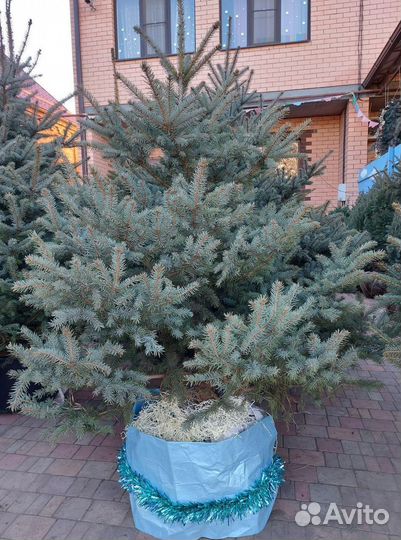 Живая ель в горшке (елка)