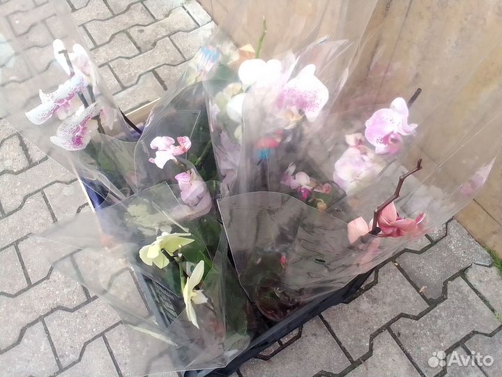 Орхидеи фаленопсис, камбрии, дендробиум