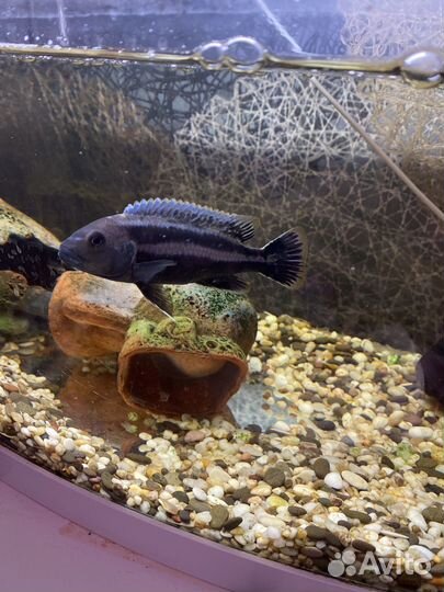 Рыбы цихлида