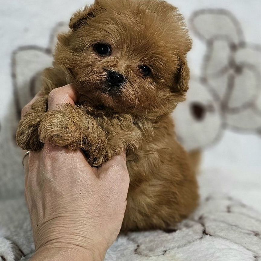 Maltipoo F1 мини мальчик