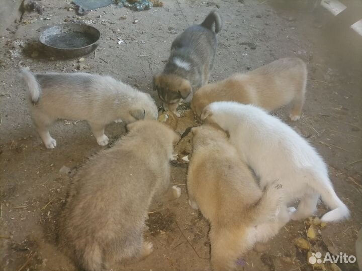 Собаки щенки