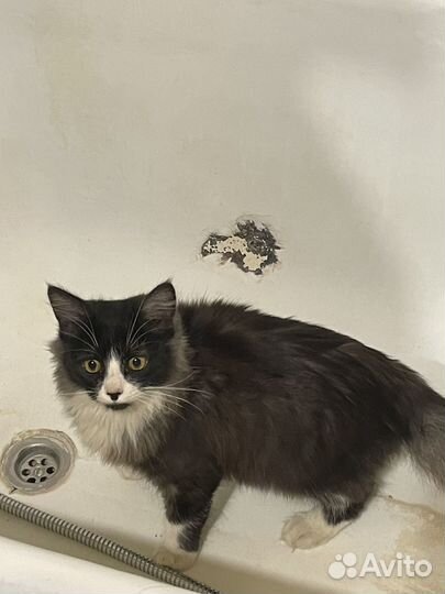 Кошка ищет дом