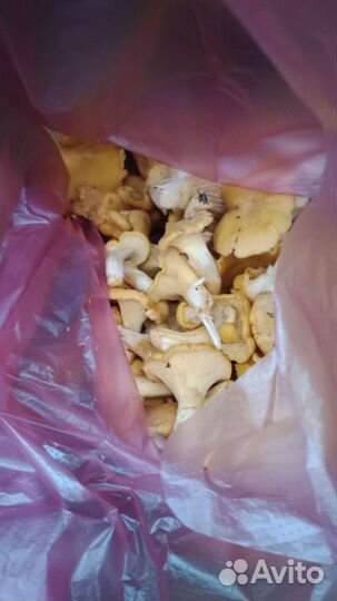 Подосиновики в наличии 2 кг. 800г.Лисички