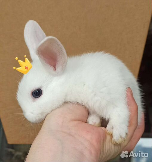 Кролик карликовый гермелин