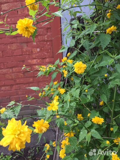 Сирень и другие цветы для дачи