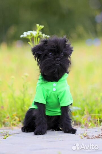 Аффенпинчер