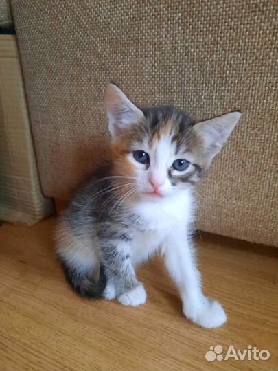 Кошка в дар