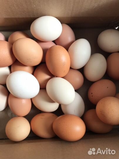 Куры несушки