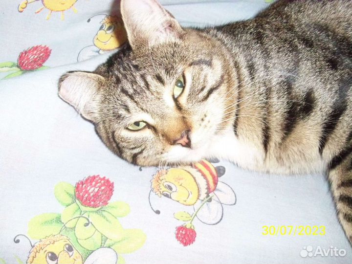 Котик Маркиз в добрые руки