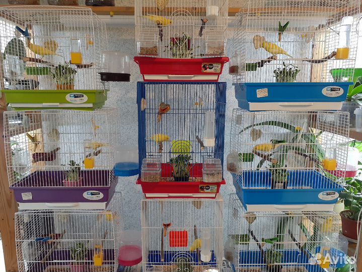 Канарейка кенар