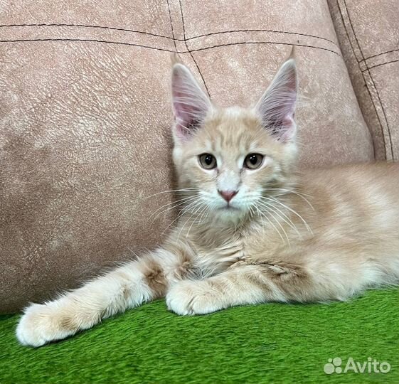Котята мейн-кун