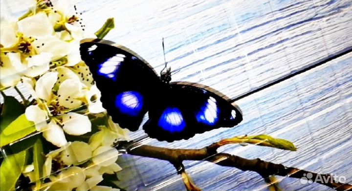 Живые Тропические Бабочки