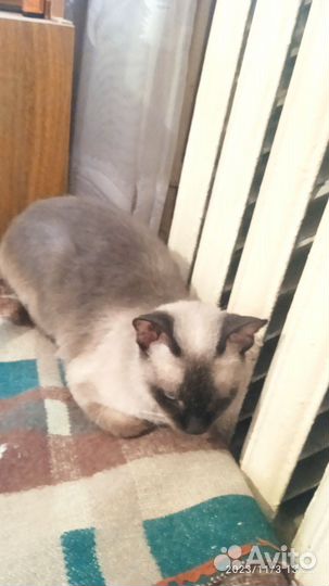 Кошка