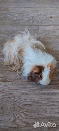 Морская свинка девочка