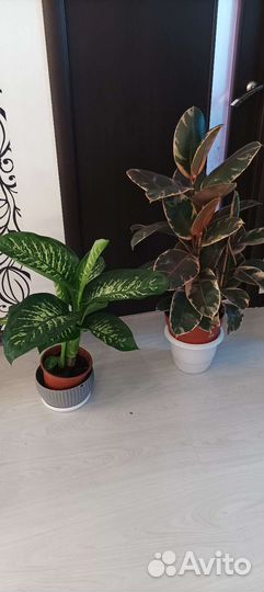 Крупные интерьерные растения