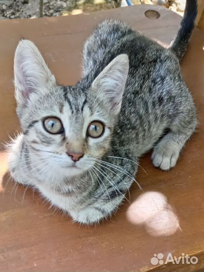 Котенок девочка